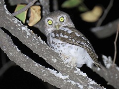 Glaucidium capense