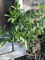 Solanum pseudocapsicum