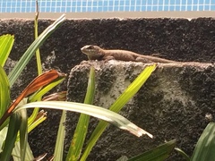 Tropidurus torquatus