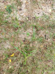 Cyperus