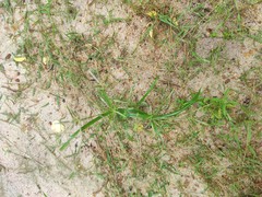 Cyperus