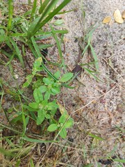 Mitracarpus hirtus