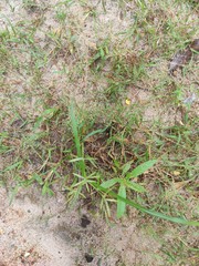 Cyperus