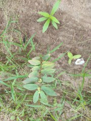 Euphorbia hirta