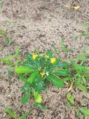 Biophytum sensitivum