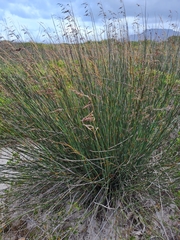 Thamnochortus spicigerus