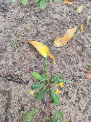 Biophytum sensitivum