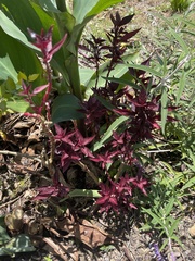 Alternanthera pubiflora