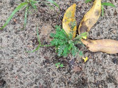 Biophytum sensitivum