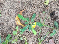 Biophytum sensitivum
