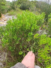 Olea exasperata