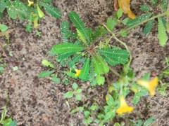 Biophytum sensitivum