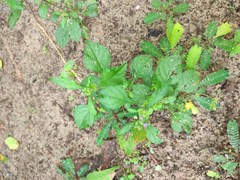 Cyanthillium