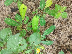 Biophytum sensitivum