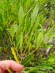 Olea exasperata