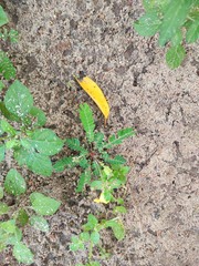 Biophytum sensitivum