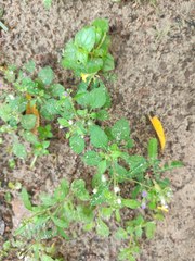 Cyanthillium