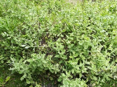 Helichrysum panduratum