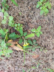Biophytum sensitivum