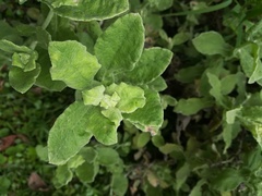 Helichrysum panduratum