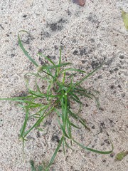 Cyperus mindorensis