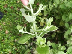 Helichrysum panduratum