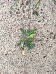 Biophytum sensitivum