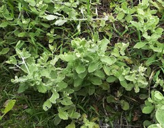 Helichrysum panduratum