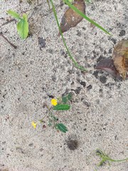 Biophytum sensitivum