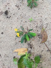 Biophytum sensitivum