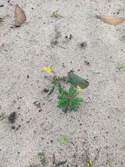 Biophytum sensitivum