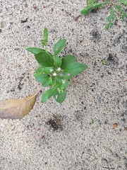 Cyanthillium