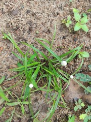Cyperus mindorensis