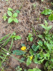 Biophytum sensitivum
