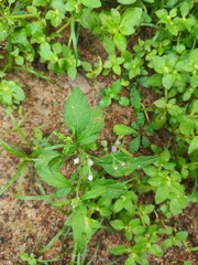 Cyanthillium