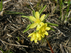 Gymnospermium odessanum