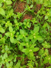 Mitracarpus hirtus