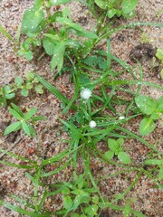 Cyperus mindorensis