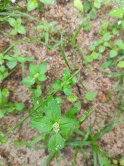 Mitracarpus hirtus