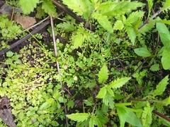 Ranunculus polyphyllus