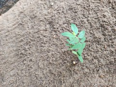Euphorbia hirta