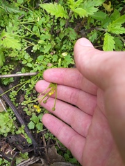 Ranunculus polyphyllus