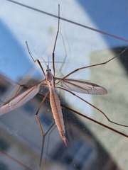 Tipula paludosa