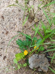 Biophytum sensitivum