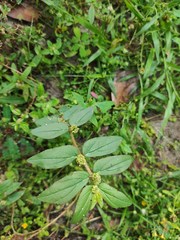 Euphorbia hirta