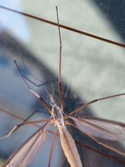 Tipula paludosa