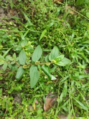 Euphorbia hirta