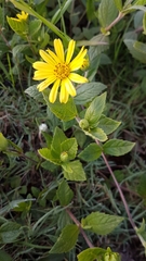 Sphagneticola brachycarpa