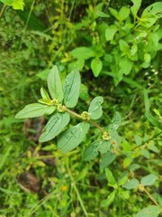 Euphorbia hirta