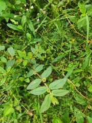 Euphorbia hirta